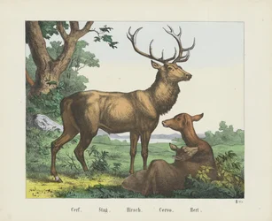 Cerf. / Jeleń. / Hirscha. / Cervo. / Hert (tytuł na obiekcie)