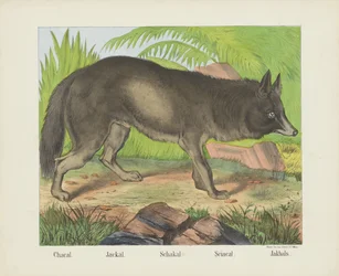Chakal. / Szakal. / Schakal. / Sciacal. / Jakhals (tytuł na obiekcie)