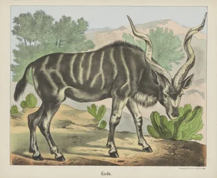Kudu (tytuł na obiekcie)