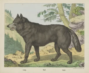 Loup. / Wilk. / Lupo (tytuł na obiekcie)
