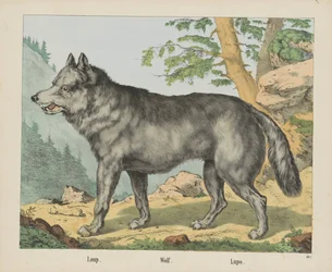 Loup. / Wilk. / Lupo (tytuł na obiekcie)