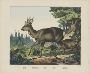 Reh. / Chevreuil. / Ikra. /Ree. / Capriulo (tytuł na obiekcie)