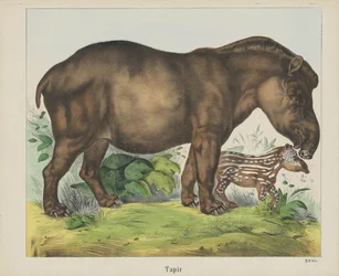 Tapir (tytuł na obiekcie)