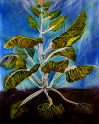 Bolted Chard, 2016 (olej na płótnie)