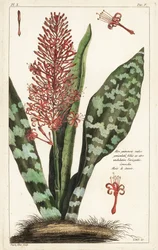 Konopie afrykańskie, Sansevieria hyacinthoides