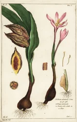 Krokus jesienny, szafran łąkowy lub nagie panie, Colchicum autumnale, Linn