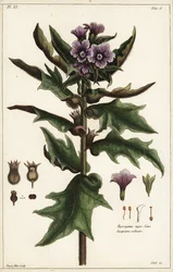 Czarny lulek, jusquiame noire, Hyoscyamus niger Linn