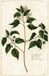 Orzech świecowy, Croton laccifer