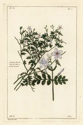 Jaśmin zwyczajny, Jasminum officinale, Linn