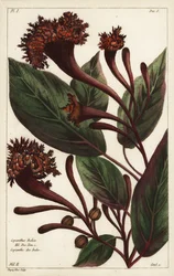 Krzew róg obfitości, Copianthus indica, Hil