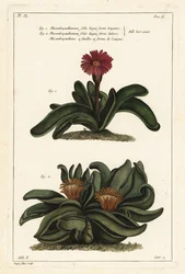 Roślina Elkhorn, Rhombophyllum dolabriforme (nagietek figowy topornolistny, Mesembryanthemum dolabriforme)