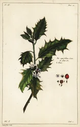 Ostrokrzew europejski, Ilex aquifolium, Linn