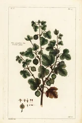 Agrest, Ribes grossularia