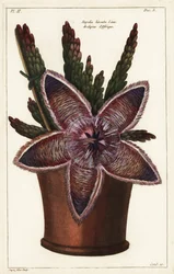 Kwiat rozgwiazdy lub roślina padliny, Stapelia hirsuta Linn
