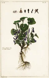 Słodki fiołek, Viola odorata
